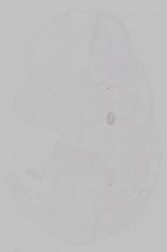 EMAGE:15373
