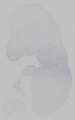 EMAGE:15373