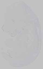 EMAGE:15382