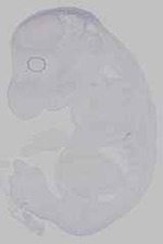 EMAGE:15391
