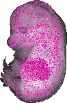mouse atlas EMAGE spatial in situ gene expression database None