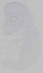 EMAGE:15409