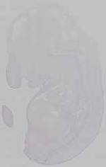 EMAGE:15412