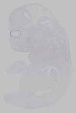 EMAGE:15416