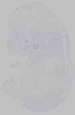 EMAGE:15422