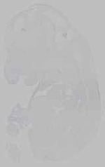 EMAGE:15432