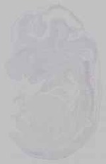 EMAGE:15448