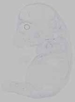 EMAGE:15457