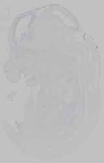 EMAGE:15469