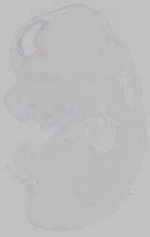 EMAGE:15469