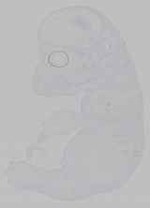 EMAGE:15469