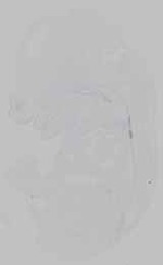 EMAGE:15482