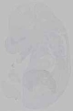 EMAGE:15484