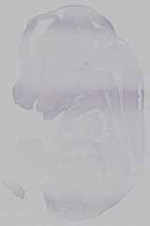 EMAGE:15487