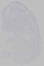 EMAGE:15495