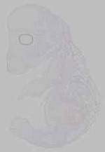 EMAGE:15496