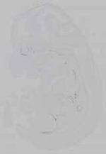 EMAGE:15497