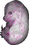 mouse atlas EMAGE spatial in situ gene expression database None
