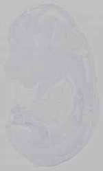 EMAGE:15519