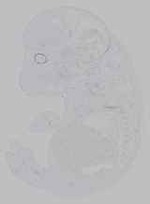 EMAGE:15524
