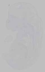 EMAGE:15526