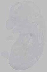 EMAGE:15526