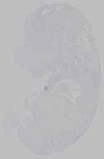 EMAGE:15530