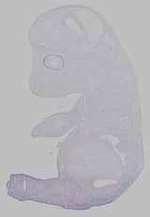EMAGE:15532
