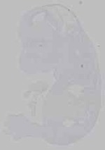 EMAGE:15532