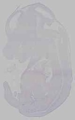 EMAGE:15532