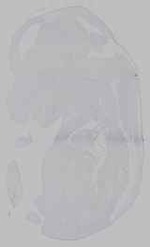 EMAGE:15532