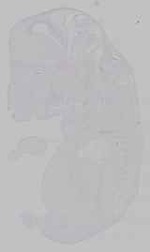EMAGE:15532
