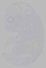 EMAGE:15553
