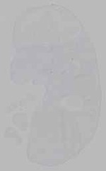 EMAGE:15553