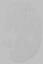 EMAGE:15554