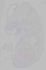 EMAGE:15557