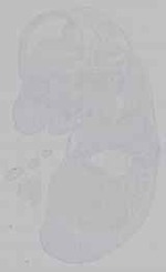 EMAGE:15557