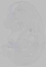 EMAGE:15558