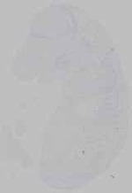 EMAGE:15563