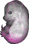 mouse atlas EMAGE spatial in situ gene expression database None