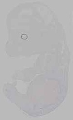 EMAGE:15585