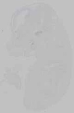 EMAGE:15590