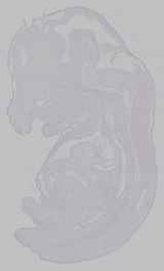 EMAGE:15602