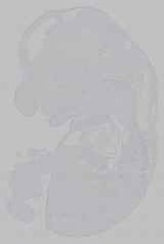 EMAGE:15602