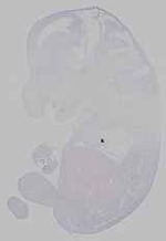 EMAGE:15602