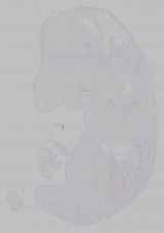 EMAGE:15602