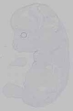 EMAGE:15605
