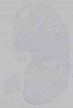 EMAGE:15605