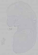 EMAGE:15605