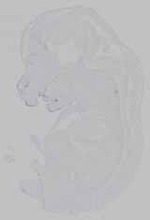 EMAGE:15605